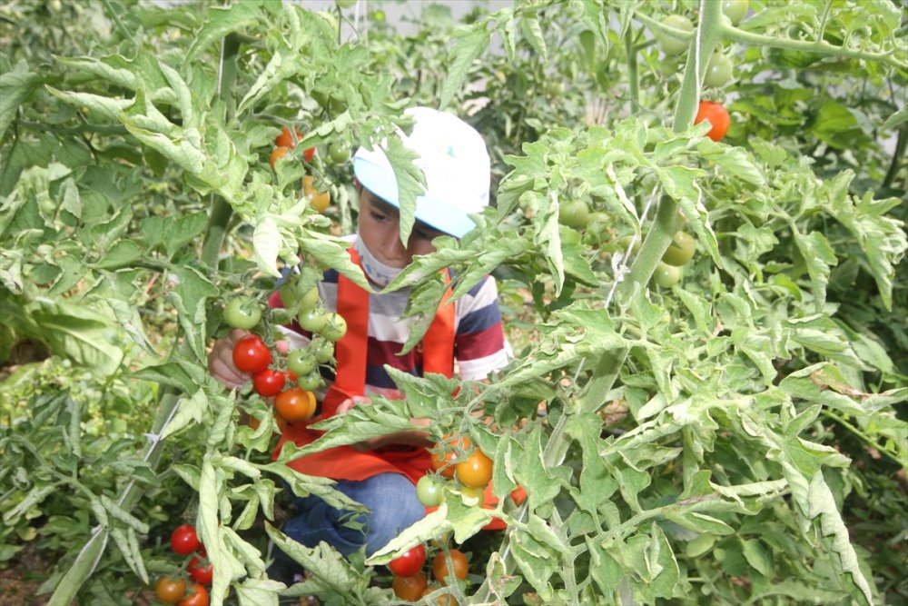 Minik Eller, Okul Bahçesindeki Serada Ata Tohumlarıyla Tarım Ürünleri Yetiştiriyor