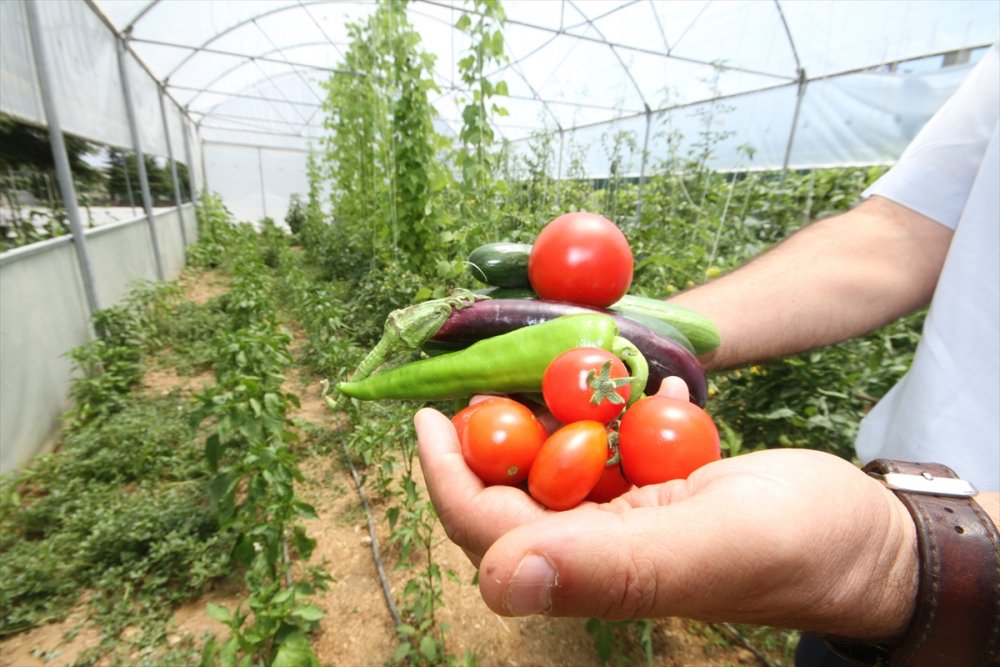 Minik Eller, Okul Bahçesindeki Serada Ata Tohumlarıyla Tarım Ürünleri Yetiştiriyor