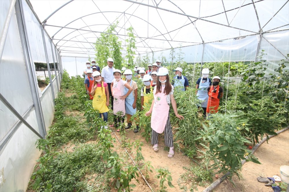 Minik Eller, Okul Bahçesindeki Serada Ata Tohumlarıyla Tarım Ürünleri Yetiştiriyor