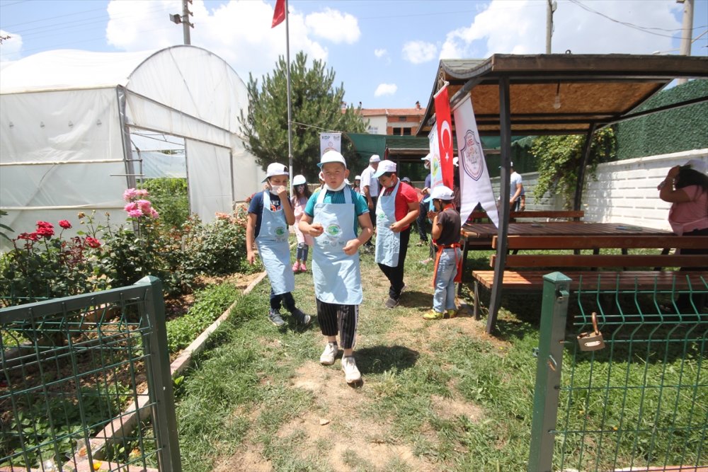 Minik Eller, Okul Bahçesindeki Serada Ata Tohumlarıyla Tarım Ürünleri Yetiştiriyor