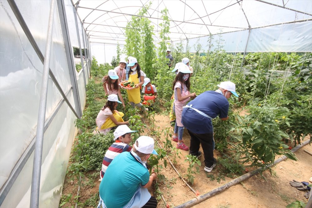 Minik Eller, Okul Bahçesindeki Serada Ata Tohumlarıyla Tarım Ürünleri Yetiştiriyor