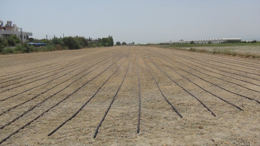 Mersin Valisi Su, Silifke'de Çeltik Ekim Törenine Katıldı