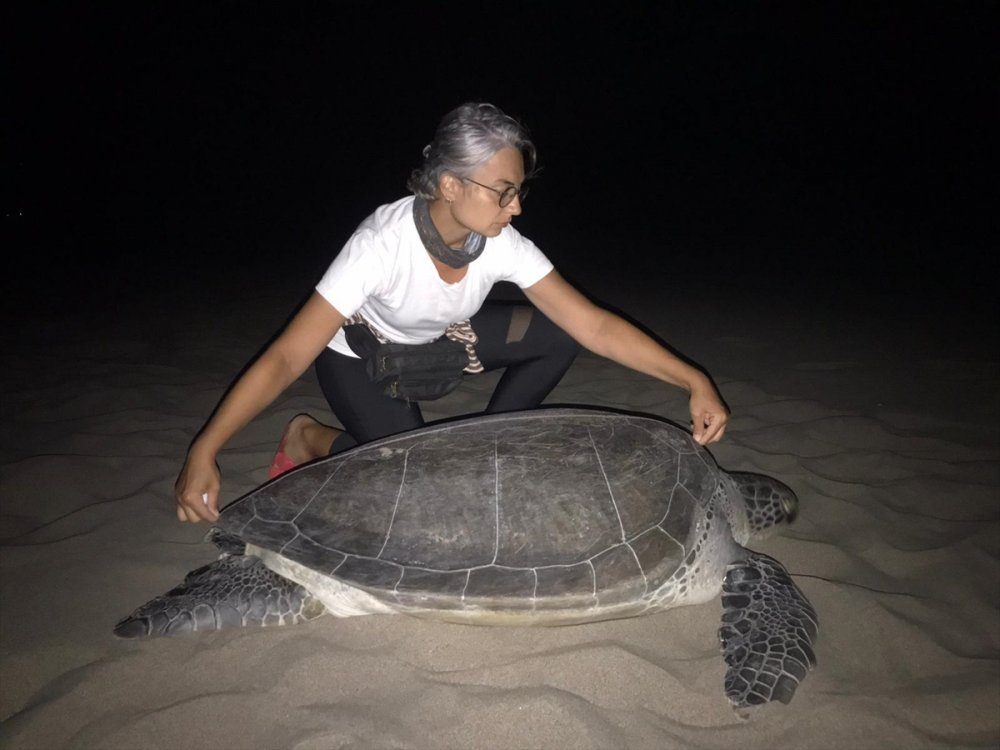 Yeşil Deniz Kaplumbağası Patara Plajı'na 9 Yıl Sonra Yuva Yaptı