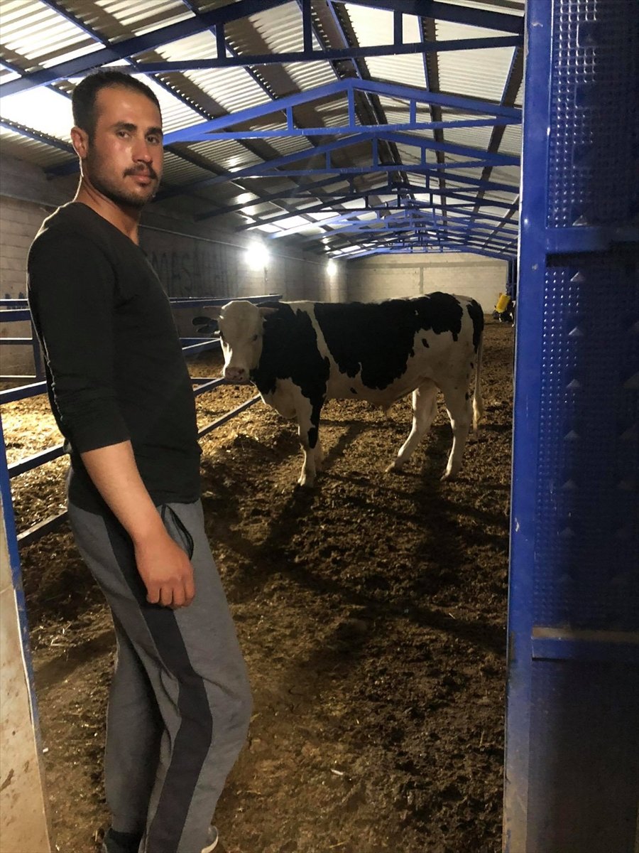 Konya'da Çılgın Boğa Çobanını Yaraladı