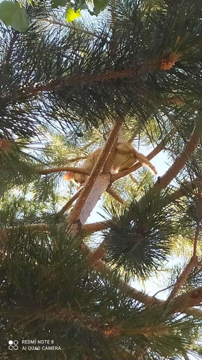 Ağaçta Mahsur Kalan Kedi Yavrusunu İtfaiye Ekipleri Kurtardı