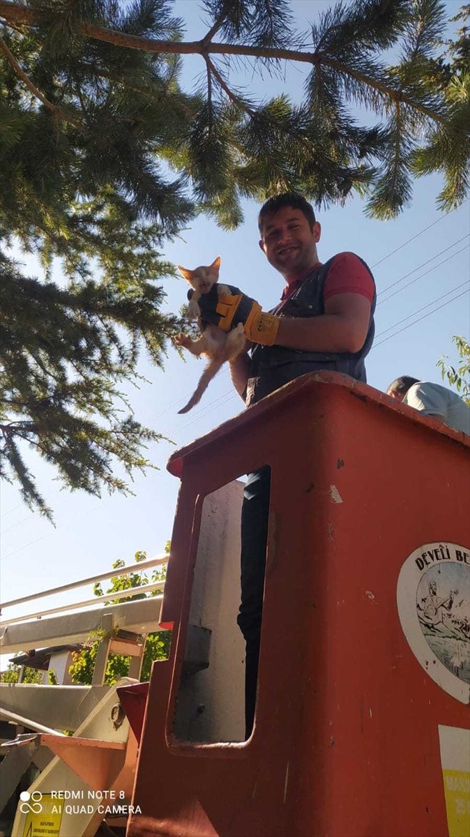 Ağaçta Mahsur Kalan Kedi Yavrusunu İtfaiye Ekipleri Kurtardı