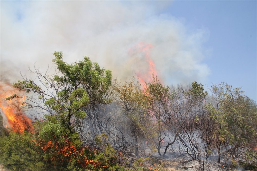 Antalya'da Yangınlar Neden Çoğaldı