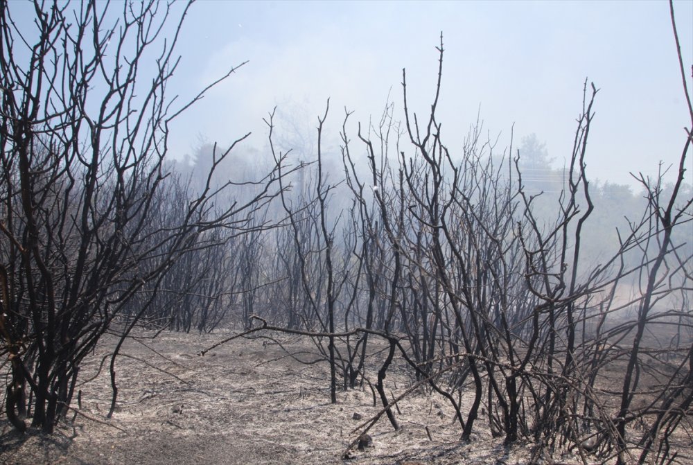 Antalya'da Yangınlar Neden Çoğaldı