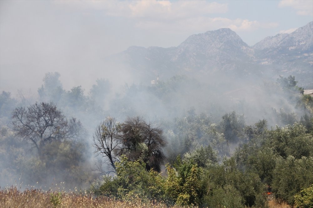 Antalya'da Yangınlar Neden Çoğaldı