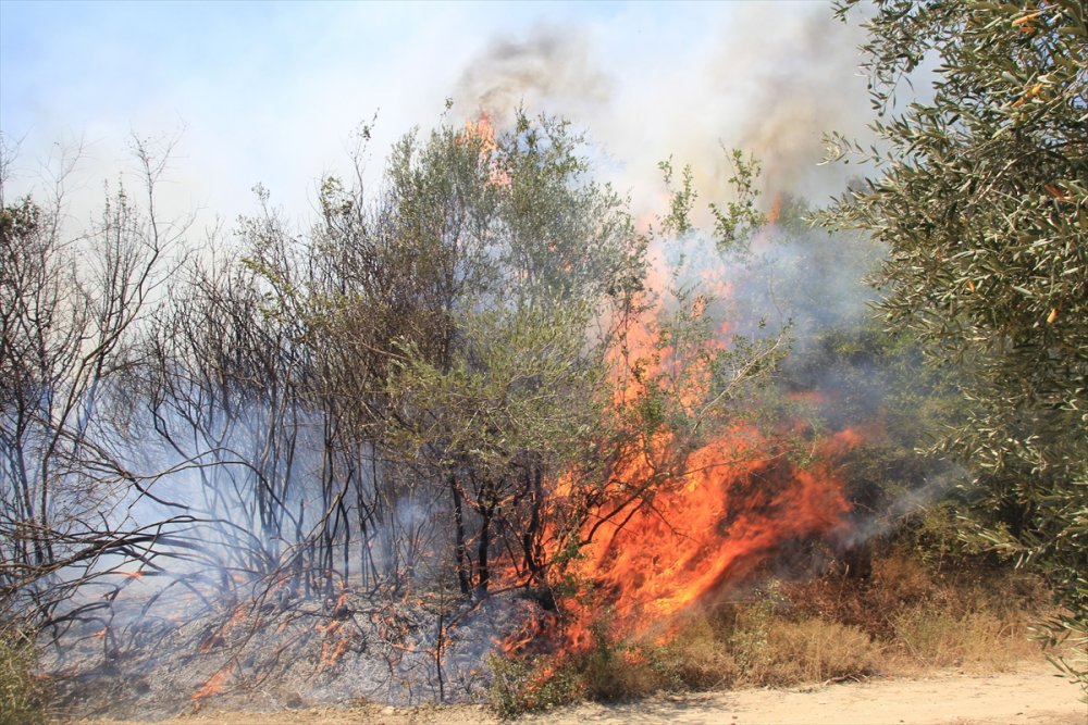 Antalya'da Yangınlar Neden Çoğaldı