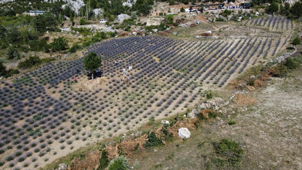Dokuz Aylık Maaşıyla Köyüne Lavanta Bahçesi Kurdu