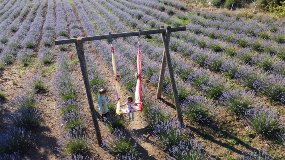 Dokuz Aylık Maaşıyla Köyüne Lavanta Bahçesi Kurdu