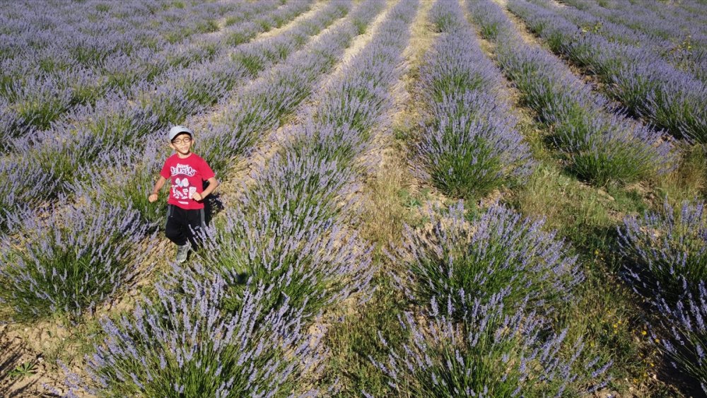 Dokuz Aylık Maaşıyla Köyüne Lavanta Bahçesi Kurdu