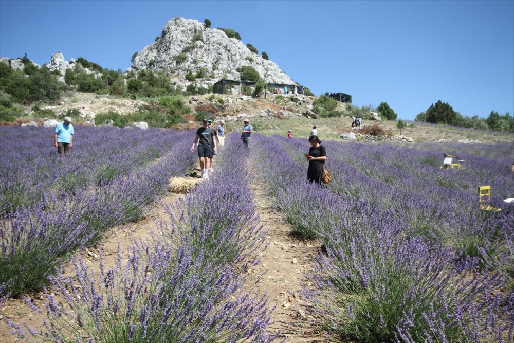 Dokuz Aylık Maaşıyla Köyüne Lavanta Bahçesi Kurdu