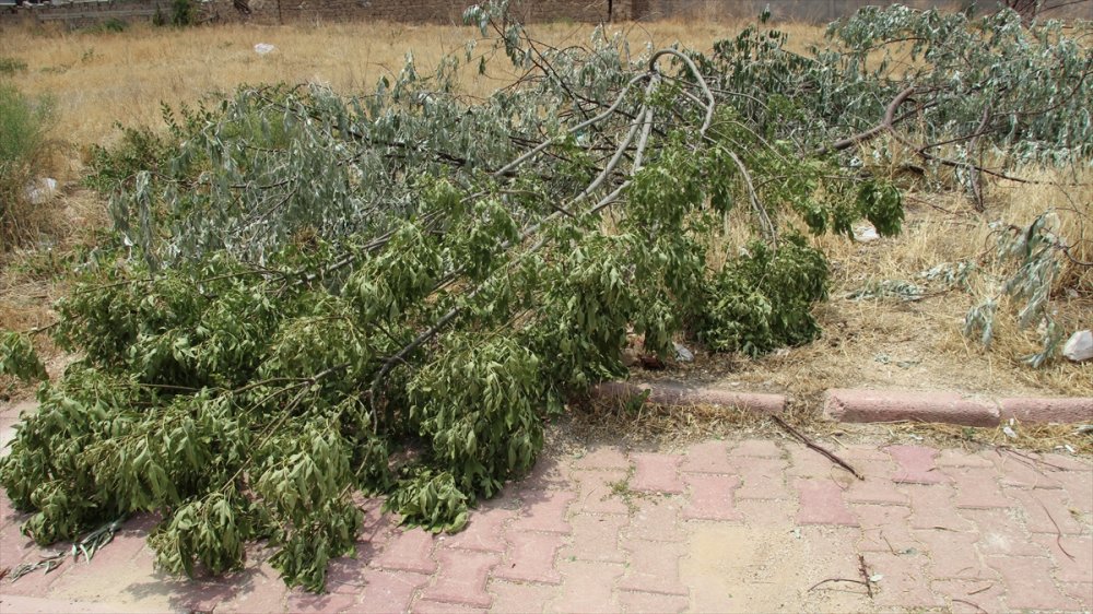 Konya'da Bir Sitenin Bahçesindeki Ağaçların Kesilmesi Tepki Çekti