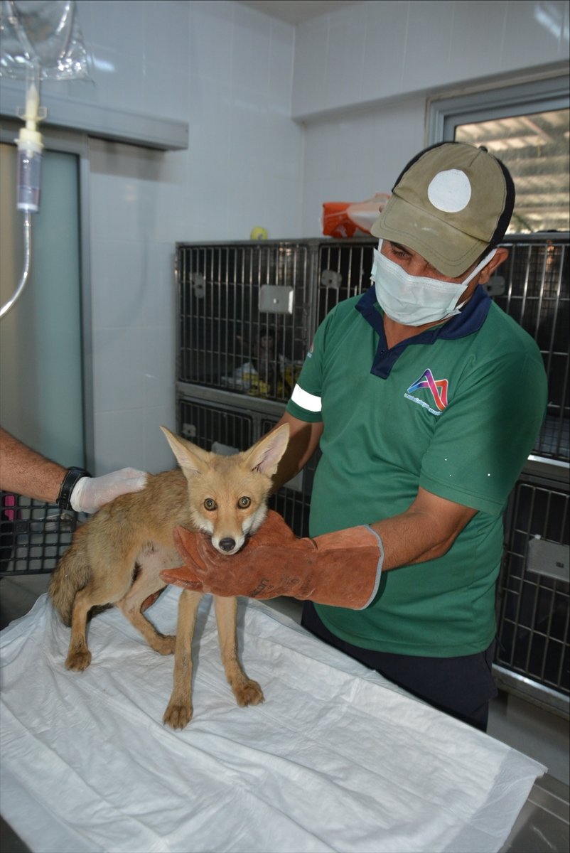Mersin'de Sulama Havuzunda Mahsur Kalan Tilki Yavrusu Kurtarıldı