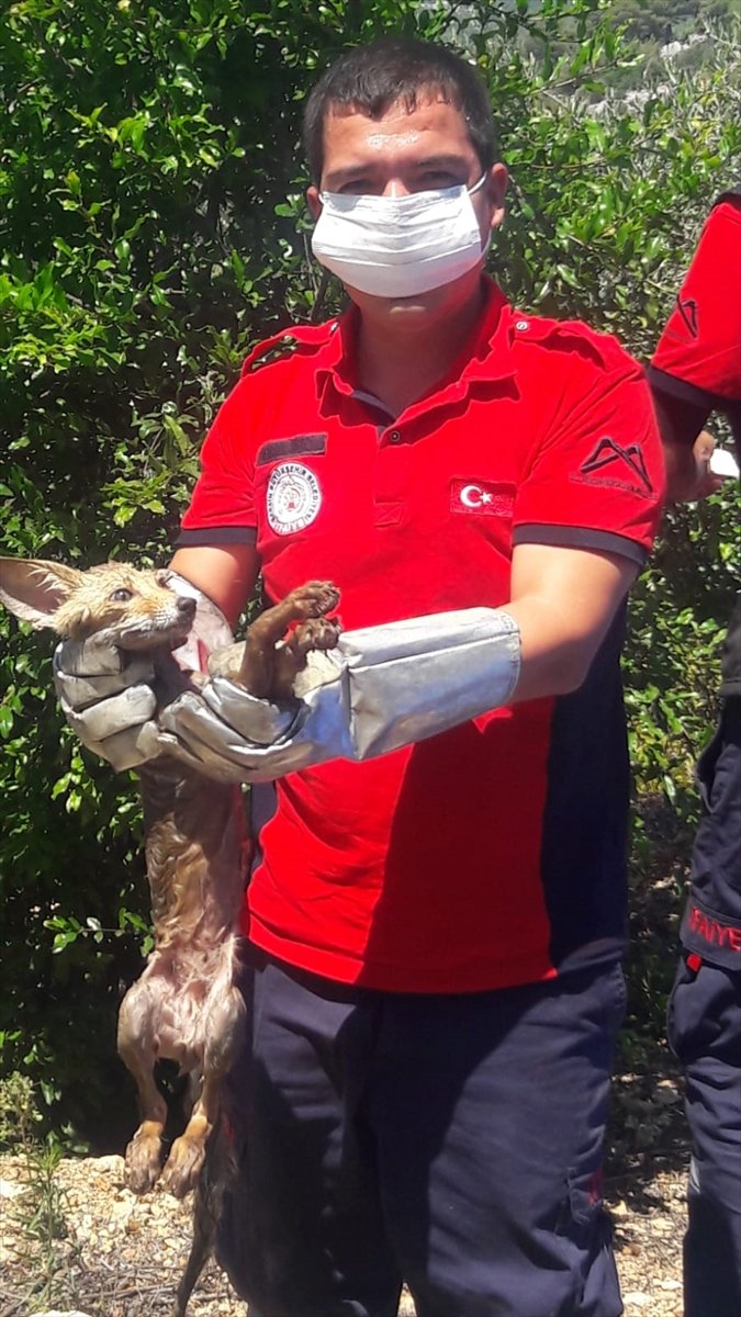 Mersin'de Sulama Havuzunda Mahsur Kalan Tilki Yavrusu Kurtarıldı