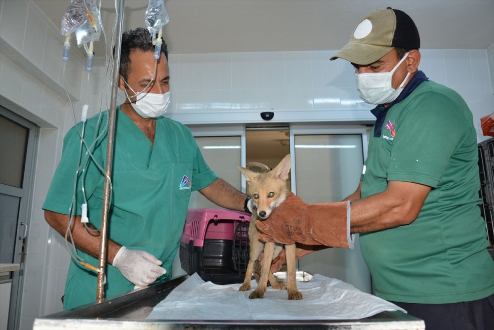 Mersin'de Sulama Havuzunda Mahsur Kalan Tilki Yavrusu Kurtarıldı