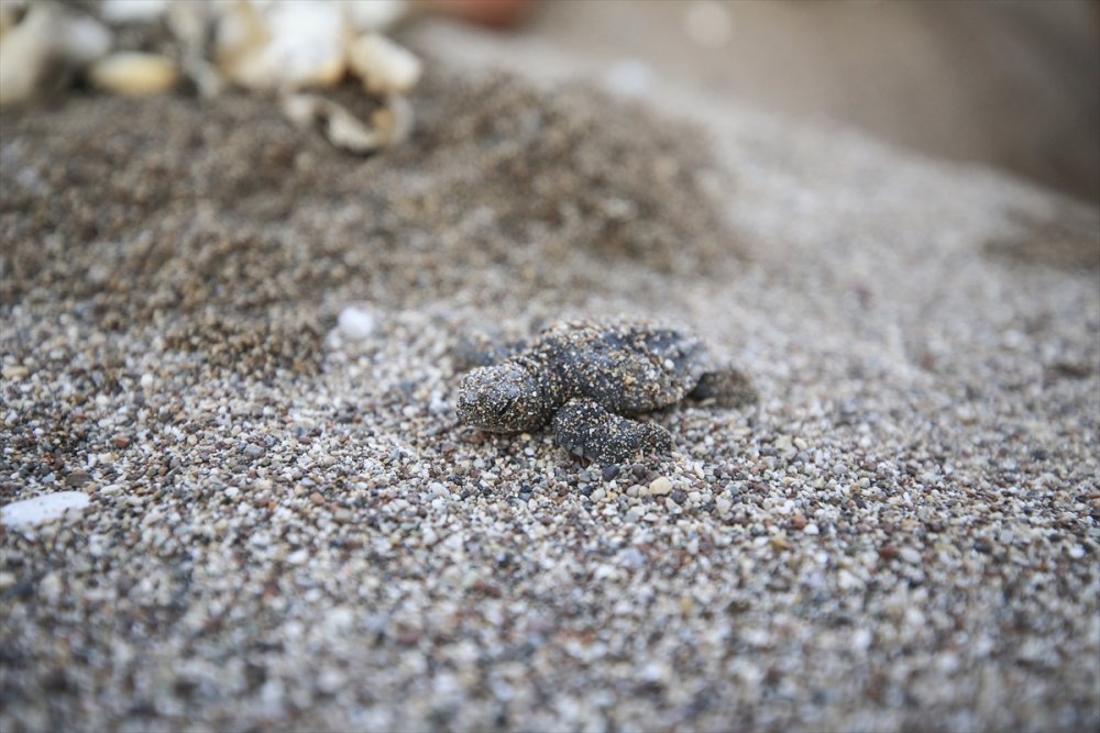 Antalya'da Caretta Caretta Yavruları Denizle Buluşmaya Başladı