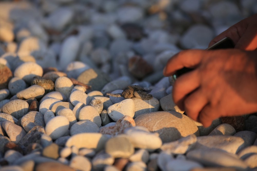 Antalya'da Caretta Caretta Yavruları Denizle Buluşmaya Başladı