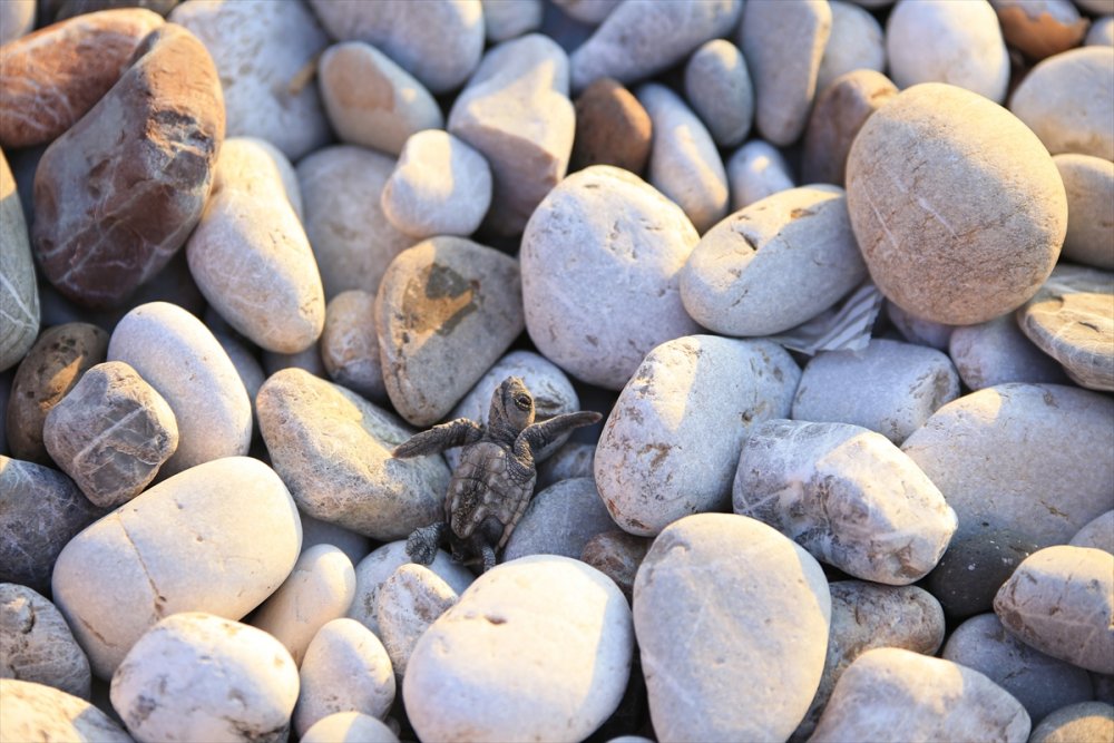 Antalya'da Caretta Caretta Yavruları Denizle Buluşmaya Başladı