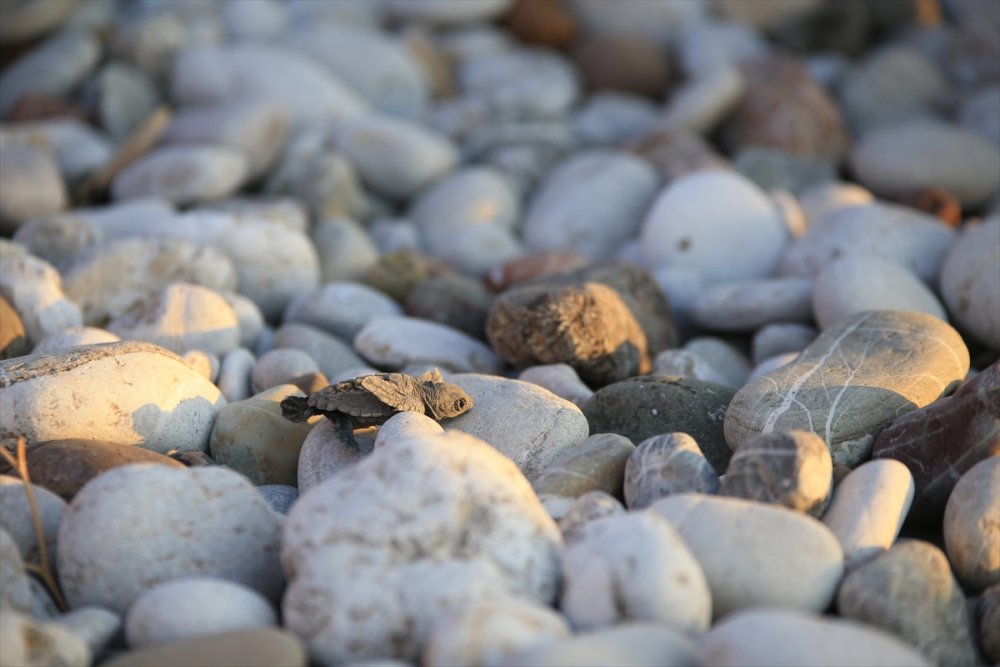 Antalya'da Caretta Caretta Yavruları Denizle Buluşmaya Başladı