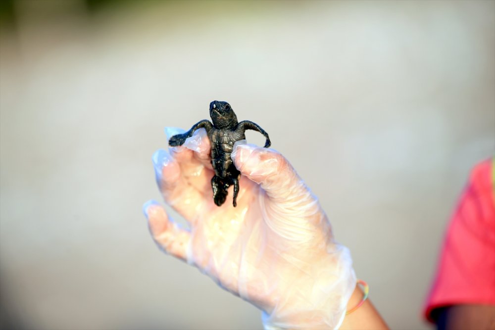 Antalya'da Caretta Caretta Yavruları Denizle Buluşmaya Başladı