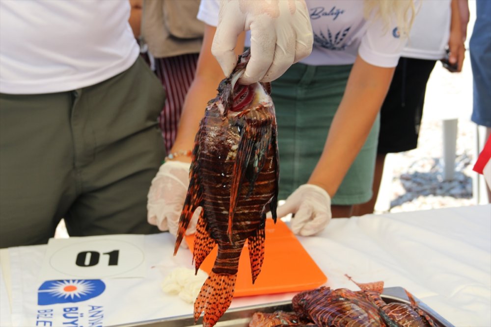 Antalya'da Zıpkınla Aslan Balığı Avlama Yarışması Düzenlendi