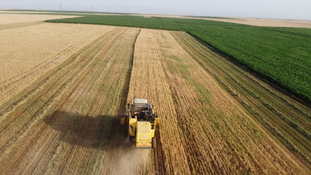 Konya Ovası'nda Bu Sezon Verim Düşük