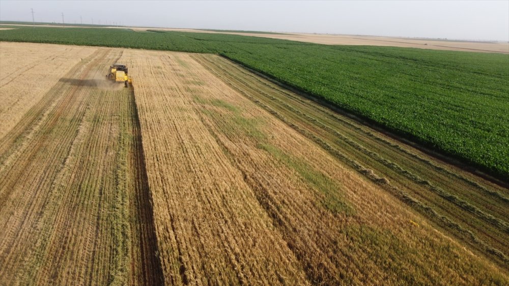 Konya Ovası'nda Bu Sezon Verim Düşük