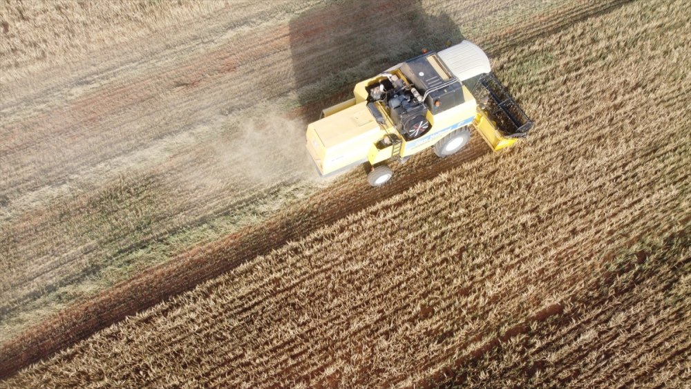 Konya Ovası'nda Bu Sezon Verim Düşük