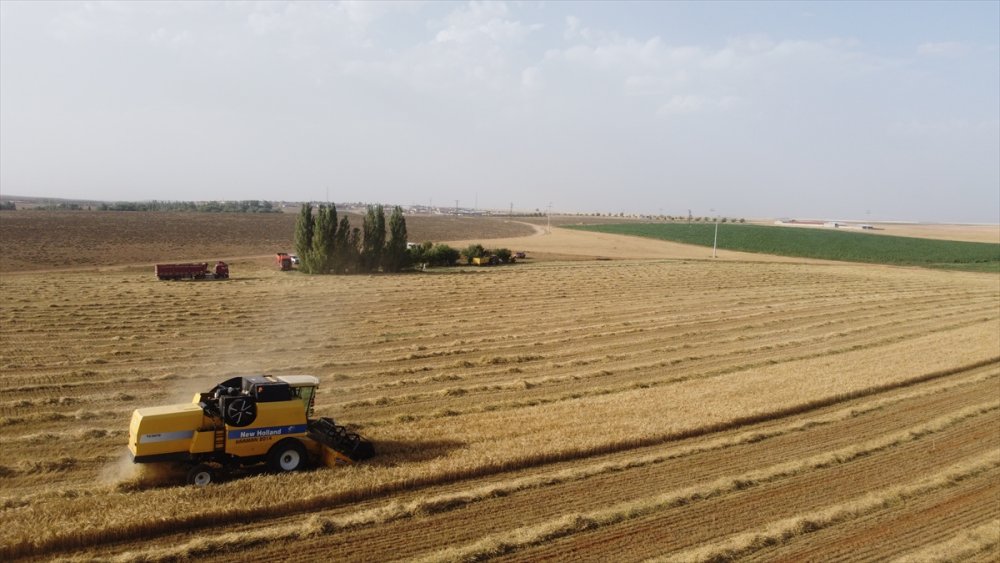 Konya Ovası'nda Bu Sezon Verim Düşük