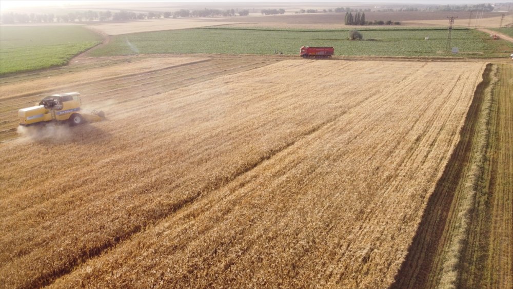 Konya Ovası'nda Bu Sezon Verim Düşük