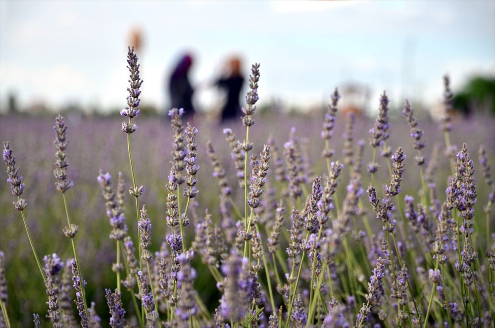 Konya'daki Lavanta Bahçeleri Fotoğraf Tutkunları İçin Doğal Stüdyo Oldu