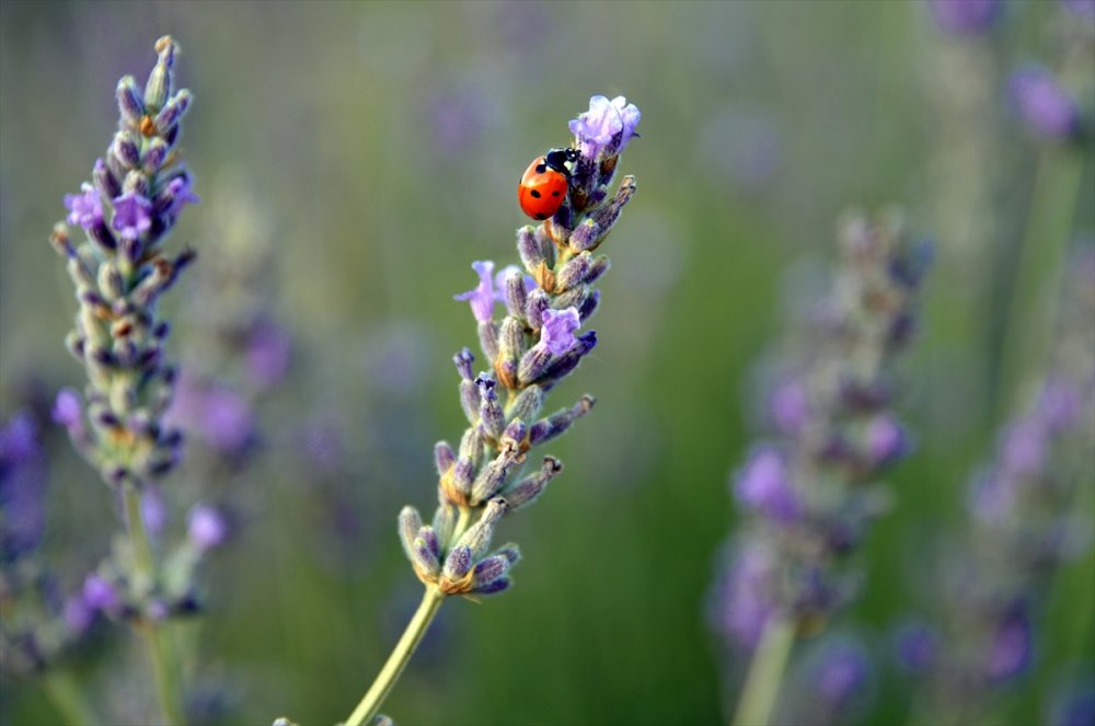 Konya'daki Lavanta Bahçeleri Fotoğraf Tutkunları İçin Doğal Stüdyo Oldu