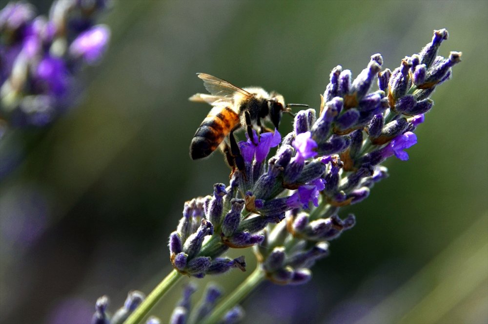 Konya'daki Lavanta Bahçeleri Fotoğraf Tutkunları İçin Doğal Stüdyo Oldu