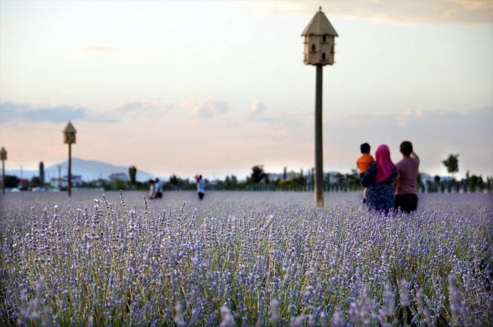 Konya'daki Lavanta Bahçeleri Fotoğraf Tutkunları İçin Doğal Stüdyo Oldu