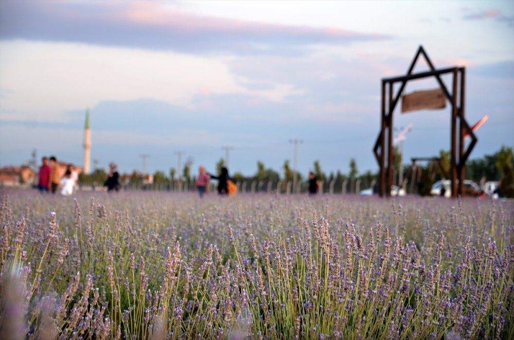 Konya'daki Lavanta Bahçeleri Fotoğraf Tutkunları İçin Doğal Stüdyo Oldu