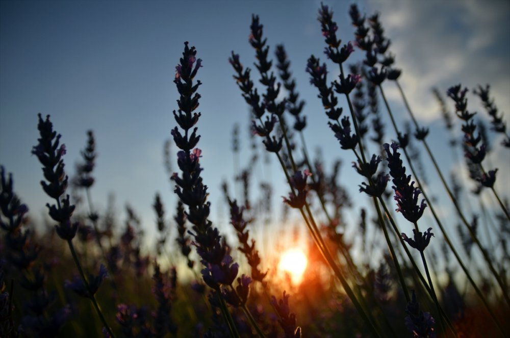 Konya'daki Lavanta Bahçeleri Fotoğraf Tutkunları İçin Doğal Stüdyo Oldu