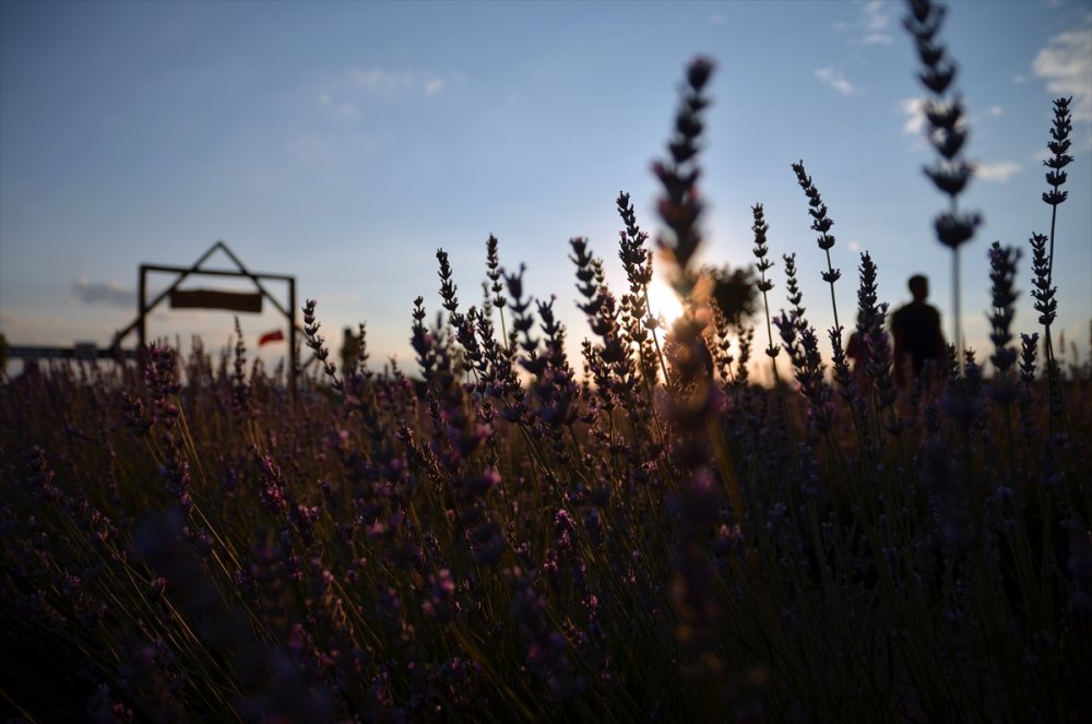 Konya'daki Lavanta Bahçeleri Fotoğraf Tutkunları İçin Doğal Stüdyo Oldu
