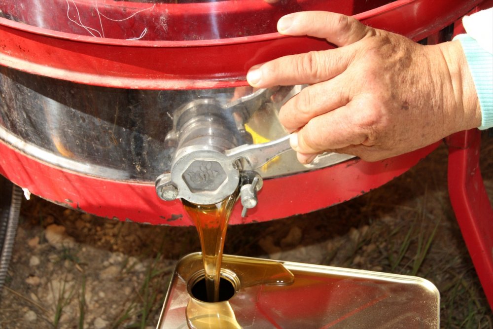 Mersin'de Sedir Balı Üreticisinin Yüzünü Güldürdü