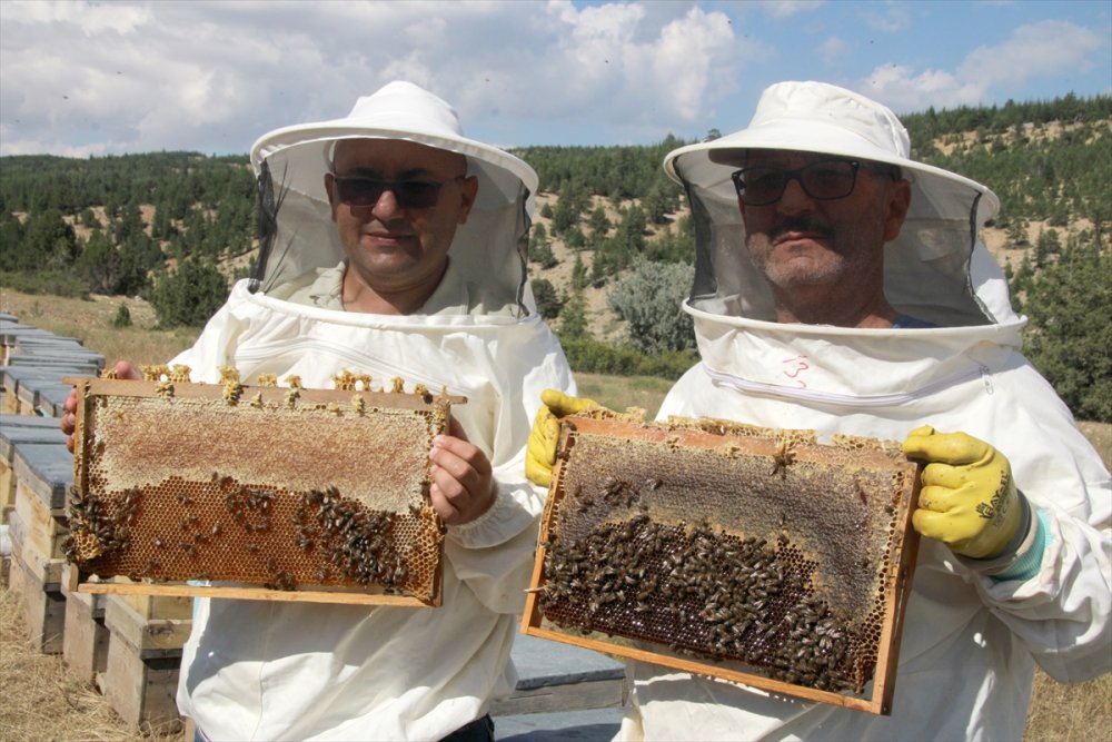 Mersin'de Sedir Balı Üreticisinin Yüzünü Güldürdü
