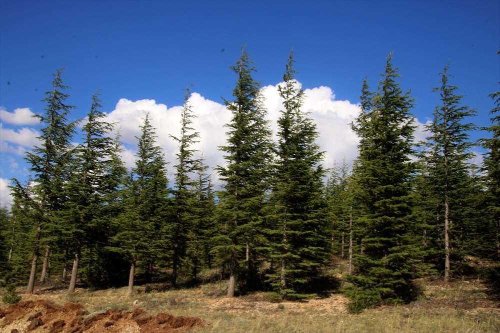 Mersin'de Sedir Balı Üreticisinin Yüzünü Güldürdü