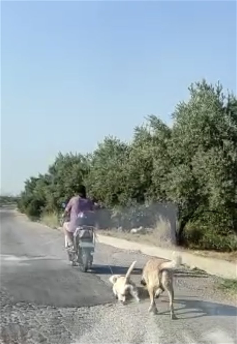 Mersin'de Köpeğe Eziyet Eden Şahsa Para Cezası Verildi