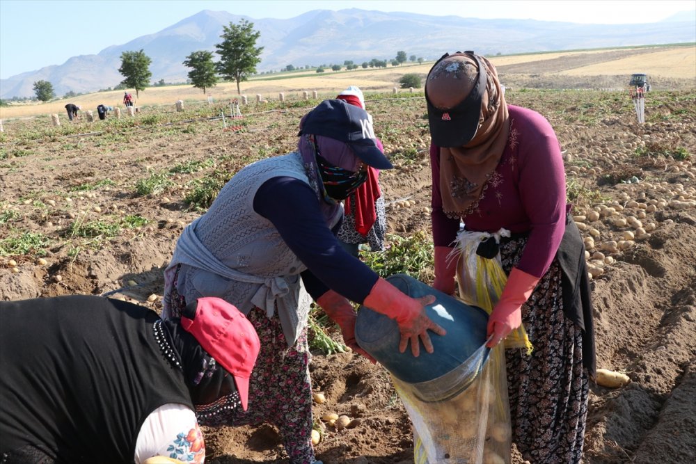 Niğde'de Erkenci Patateste 30 Bin Ton Rekolte Bekleniyor