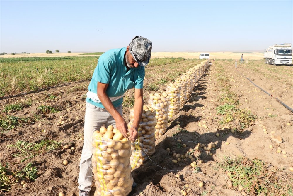 Niğde'de Erkenci Patateste 30 Bin Ton Rekolte Bekleniyor