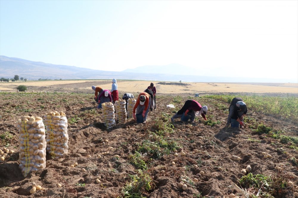 Niğde'de Erkenci Patateste 30 Bin Ton Rekolte Bekleniyor
