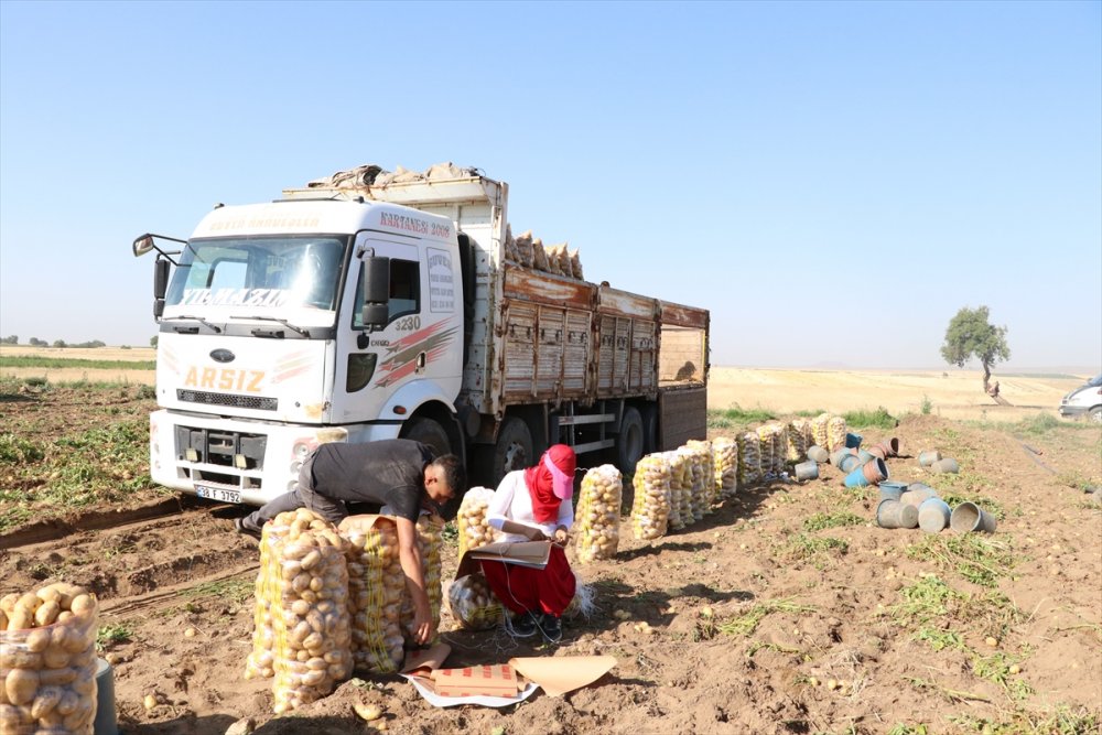 Niğde'de Erkenci Patateste 30 Bin Ton Rekolte Bekleniyor
