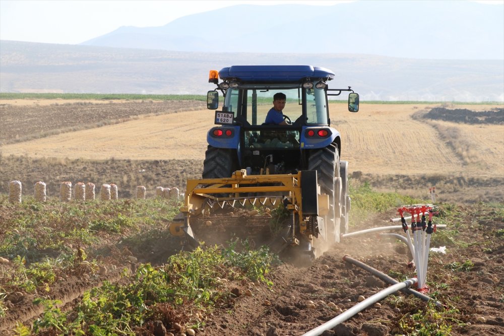 Niğde'de Erkenci Patateste 30 Bin Ton Rekolte Bekleniyor