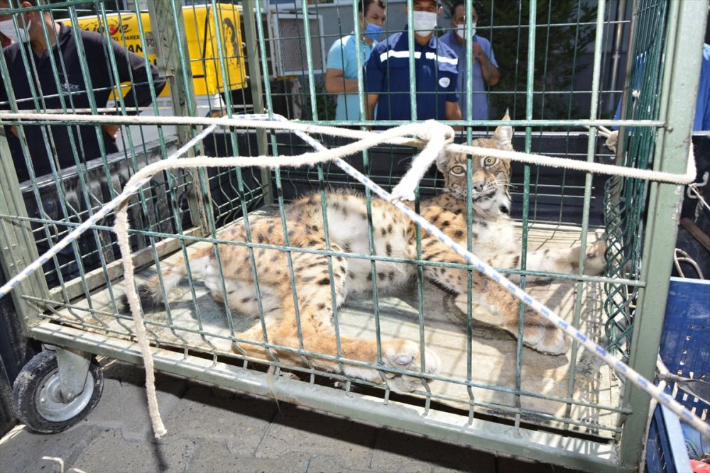 Niğde'de Maden Ocağının Çatısına Çıkan Vaşak Uyutularak Yakalandı